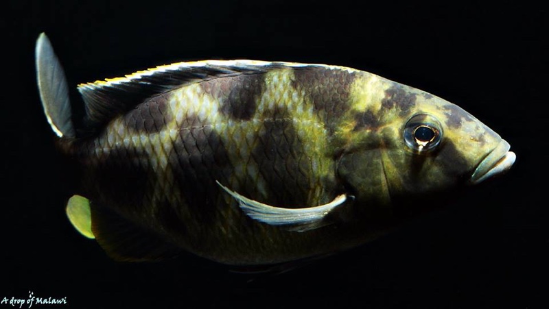 Nimbochromis venustus